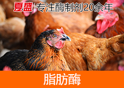 脂肪酶 脂肪酶