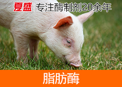 脂肪酶 脂肪酶