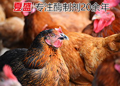 脂肪酶 脂肪酶