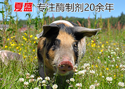 脂肪酶 脂肪酶