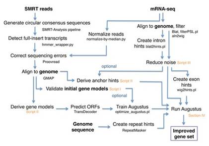 Iso-Seq: Iso-Seq: