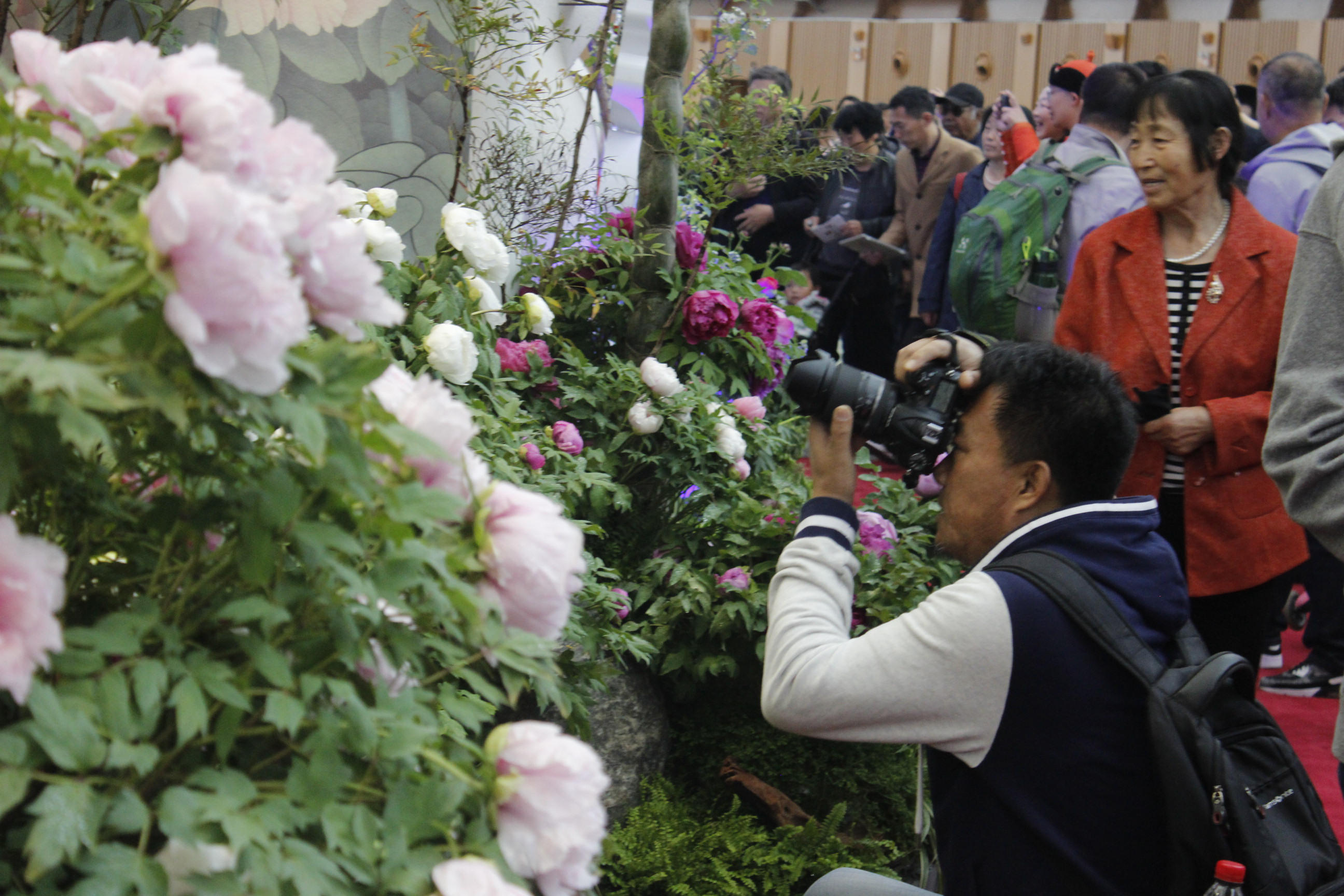 北京世园会---历史底蕴为基，特色花卉为媒，打造出彩河南