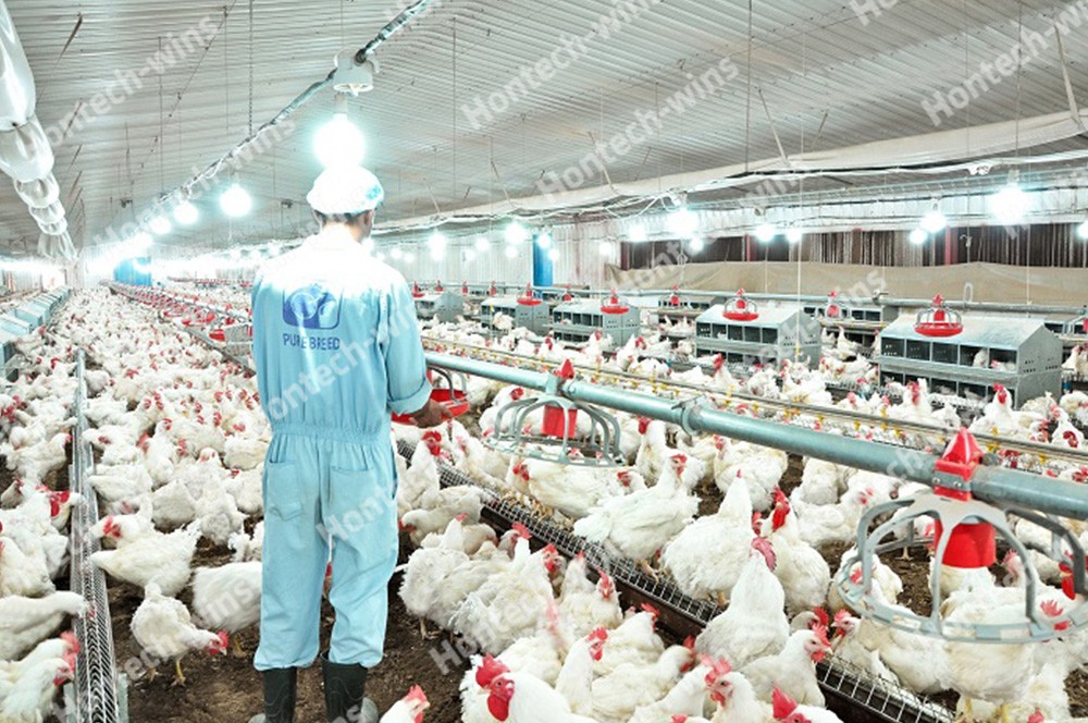 Chicken Farm Breeder House In Saudi Arabia Poultry Lighting Shenzhen Hontech Wins Electronics Co Ltd