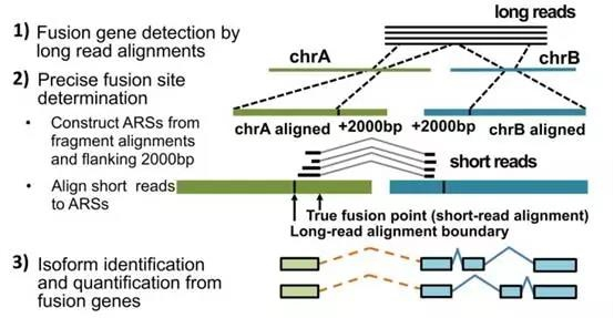 Iso-Seq: 全长转录组应用解读 Iso-Seq: 全长转录组应用解读