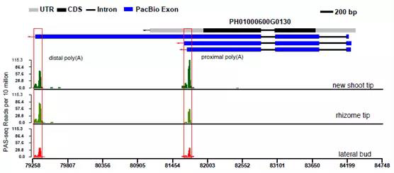Iso-Seq: 全长转录组应用解读 Iso-Seq: 全长转录组应用解读
