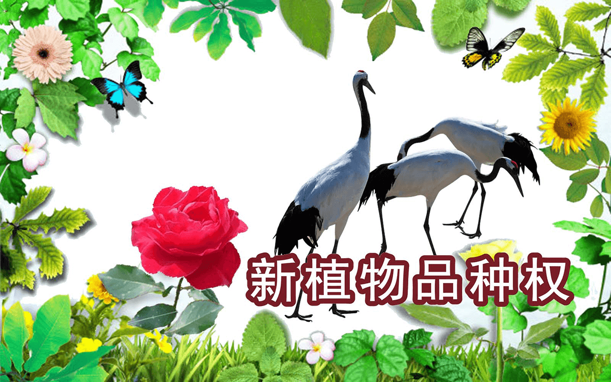 新植物品种权 新植物品种权