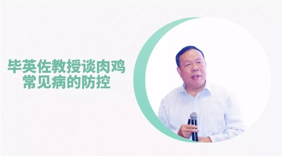 畢英佐教授談肉雞常見病的防控