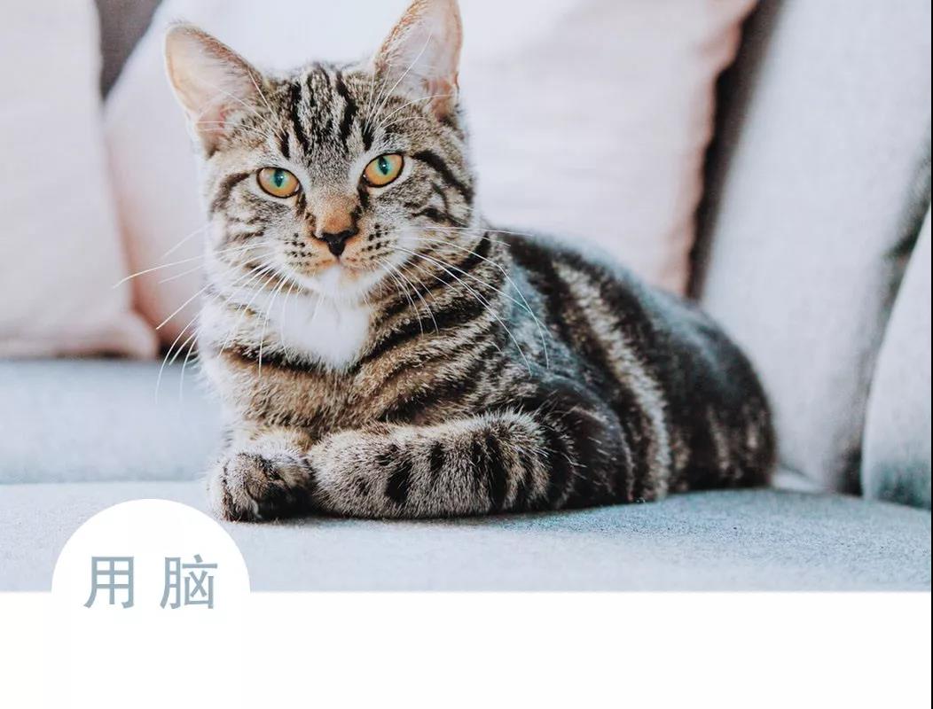 春眠不觉晓,美人也春困 春眠不觉晓,美人也春困