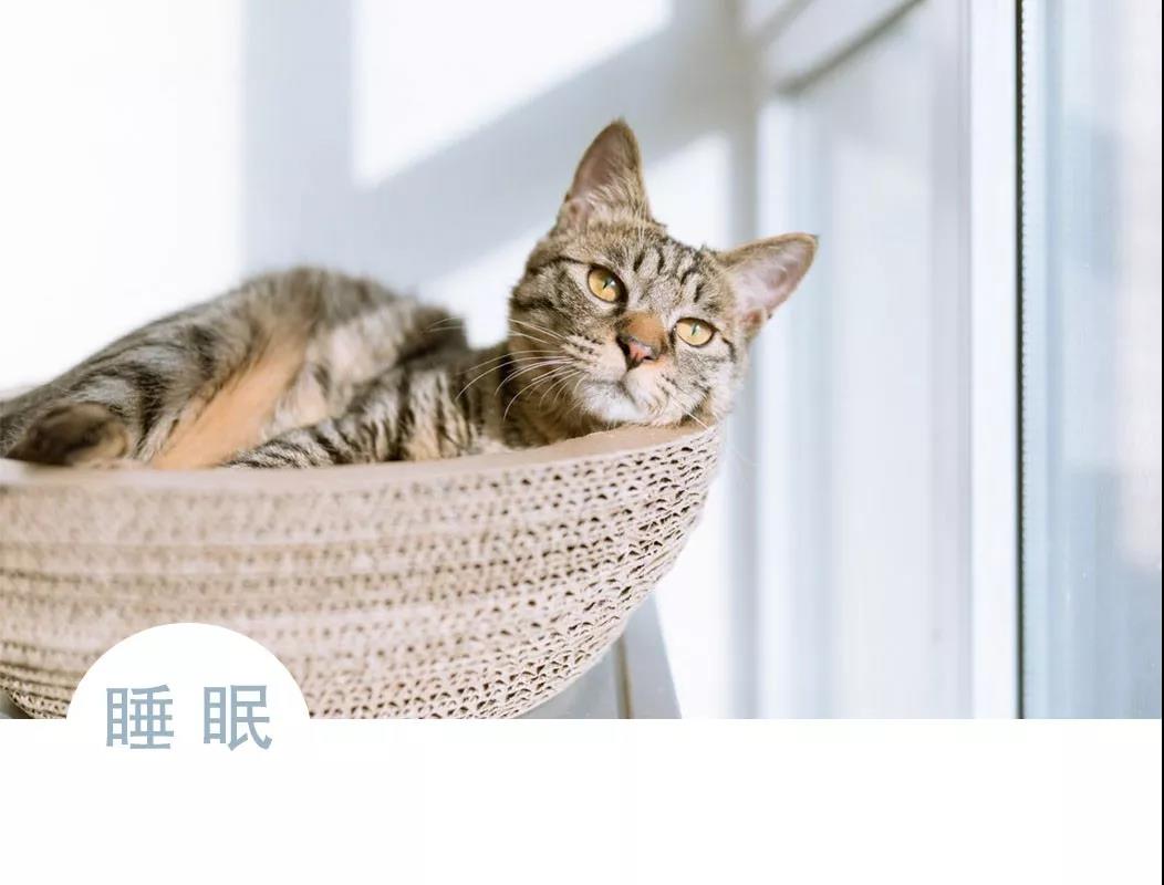春眠不觉晓,美人也春困 春眠不觉晓,美人也春困