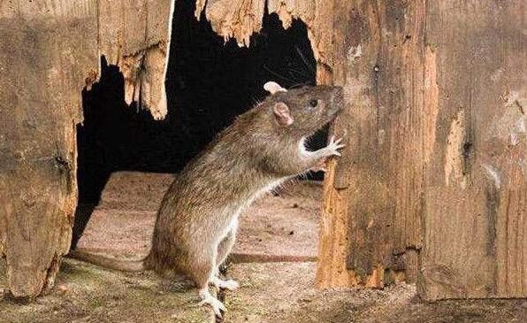 武汉灭鼠公司解答老鼠会带来哪些损害