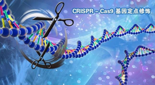 基因编辑CRISPR-Cas9研究获新成果