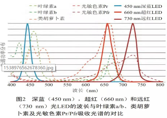 干货!730nm远红光LED对植物生长的两大影响 干货!730nm远红光LED对植物生长的两大影响