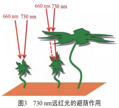 干货!730nm远红光LED对植物生长的两大影响 干货!730nm远红光LED对植物生长的两大影响