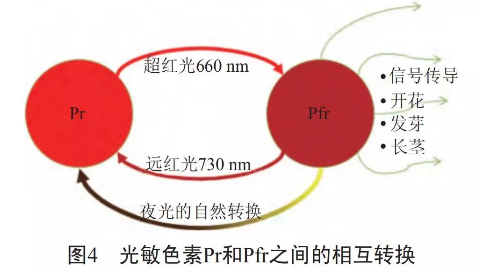 干货!730nm远红光LED对植物生长的两大影响 干货!730nm远红光LED对植物生长的两大影响