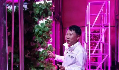 被众人看好的垂直农场,为何有些半路夭折? 被众人看好的垂直农场,为何有些半路夭折?
