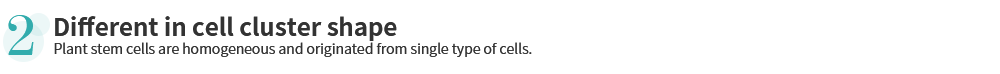 Differences between Plant Stem Cell and Callus