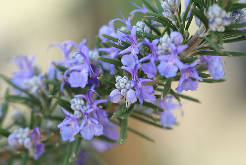 Mosquito Repellent Rosemary