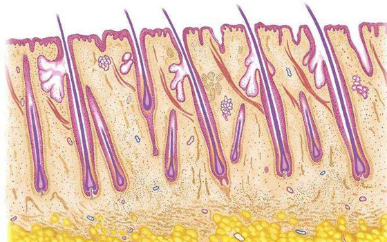 中天生物修護分析 毛囊炎是如何引起的？