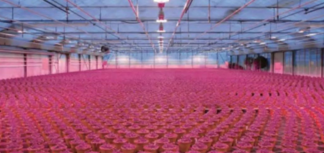 Dry goods! Two major effects of 730nm far red LED on plant growth Dry goods! Two major effects of 730nm far red LED on plant growth