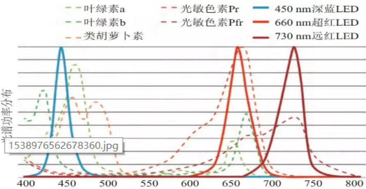 Dry goods! Two major effects of 730nm far red LED on plant growth Dry goods! Two major effects of 730nm far red LED on plant growth