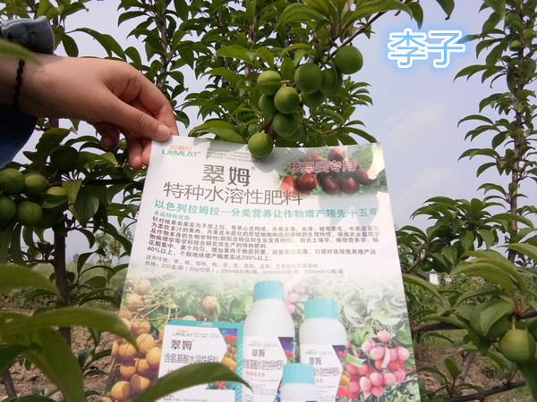  叶面肥的作用