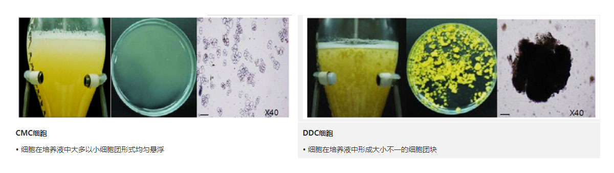 植物干细胞与愈伤组织的区别