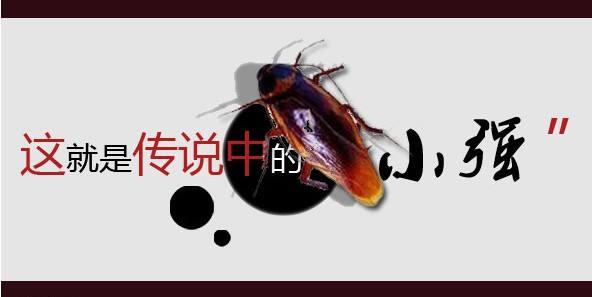 武汉灭蟑螂公司总结蟑螂难以防治的三大原因