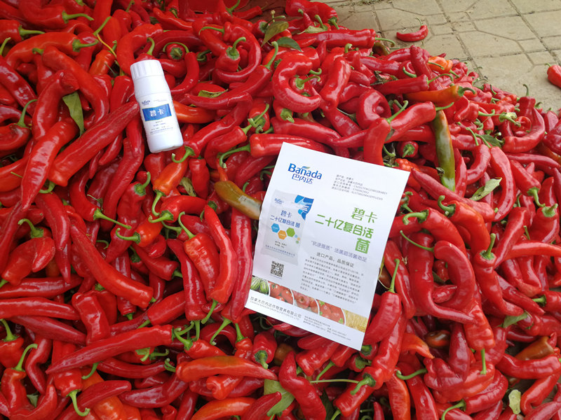 种植辣椒施用什么叶面肥能达到高产？