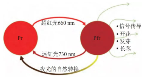 Dry goods! Two major effects of 730nm far red LED on plant growth Dry goods! Two major effects of 730nm far red LED on plant growth