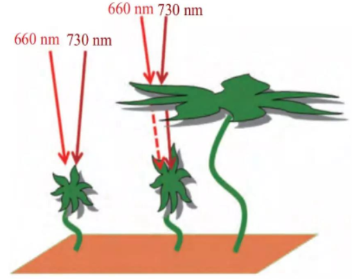 Dry goods! Two major effects of 730nm far red LED on plant growth Dry goods! Two major effects of 730nm far red LED on plant growth