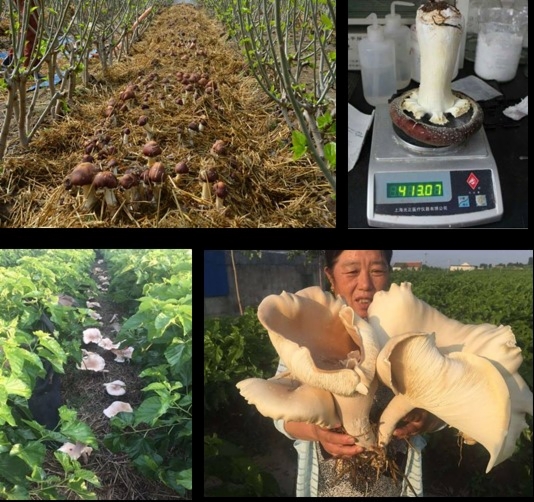 蚕桑创新团队积极探索桑园间作大球盖菇和猪肚菌技术模式 蚕桑创新团队积极探索桑园间作大球盖菇和猪肚菌技术模式