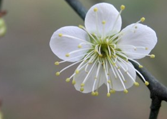 梅花拳——千古梅花，大道和鳴