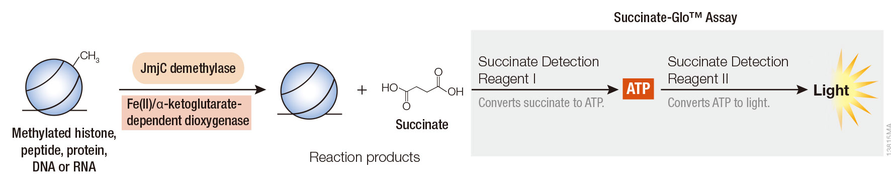 JumonjiC（JmjC）histone demethylase/Hydroxylase活性检测