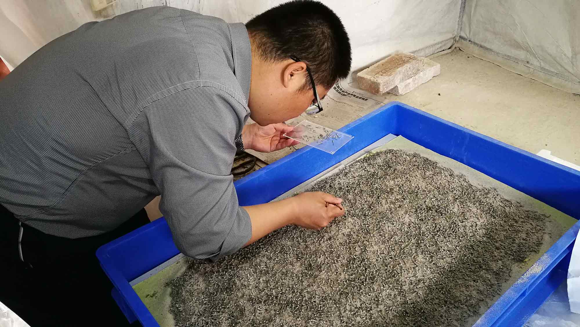蚕桑创新团队开展小蚕抗病饲育法的研究 蚕桑创新团队开展小蚕抗病饲育法的研究