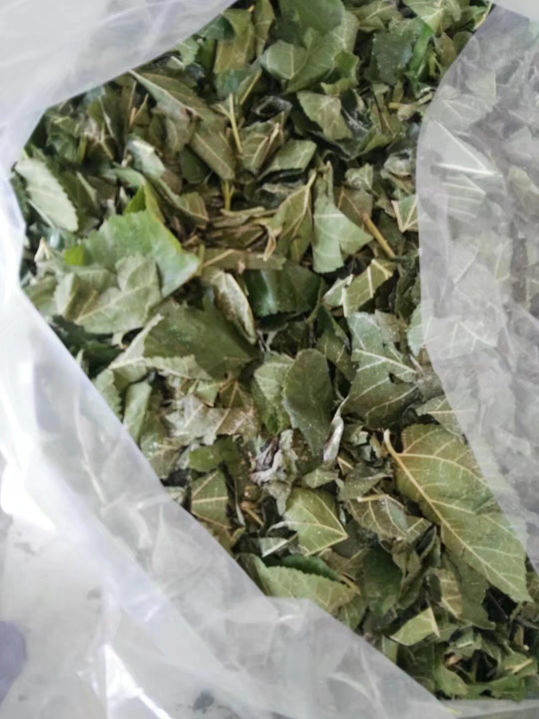 饲料桑青贮试验 饲料桑青贮试验