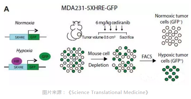 耶鲁科学家确定抗癌药如何抑制癌细胞的DNA修复