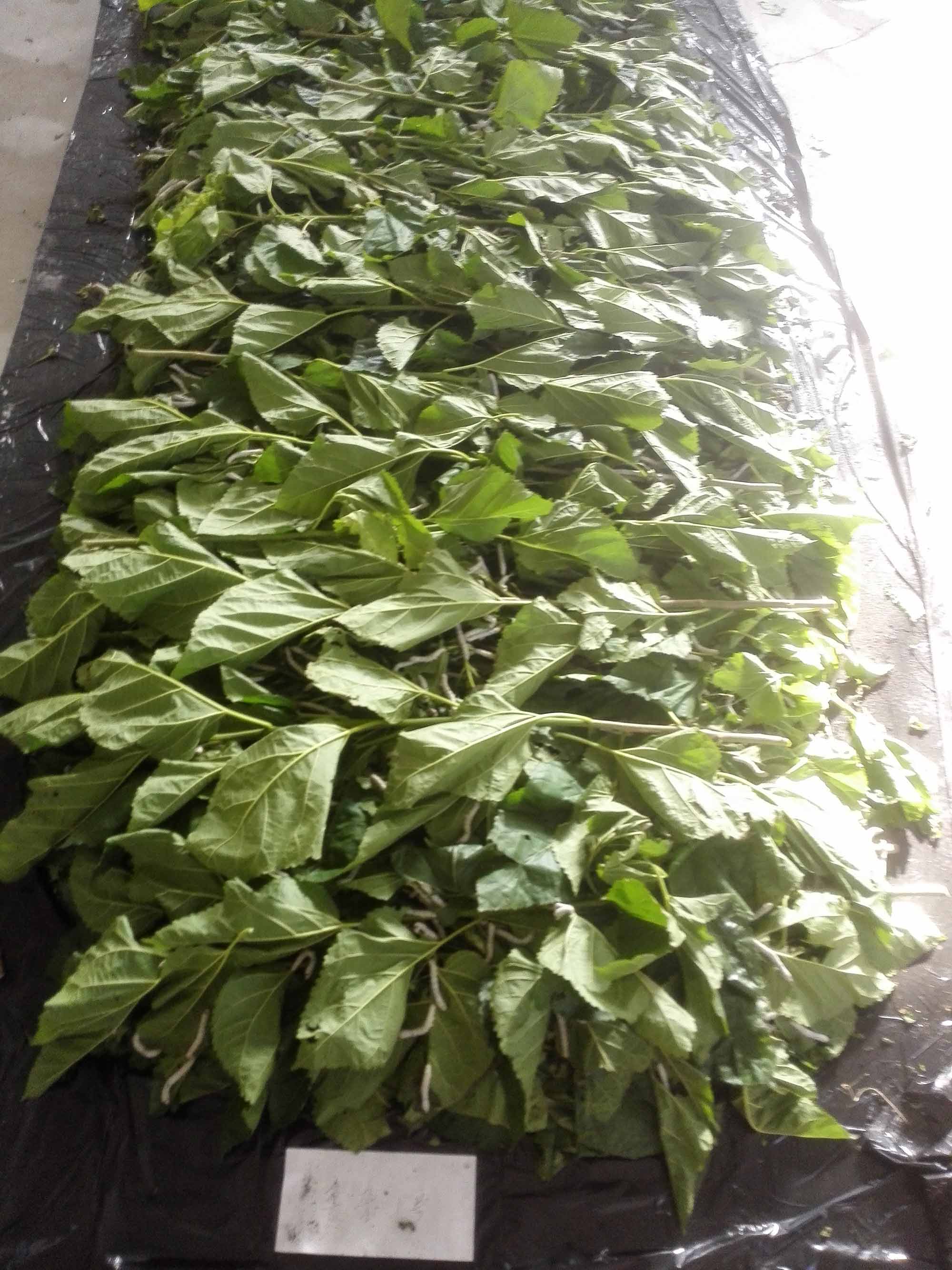 桑树新品系鲁杂1号