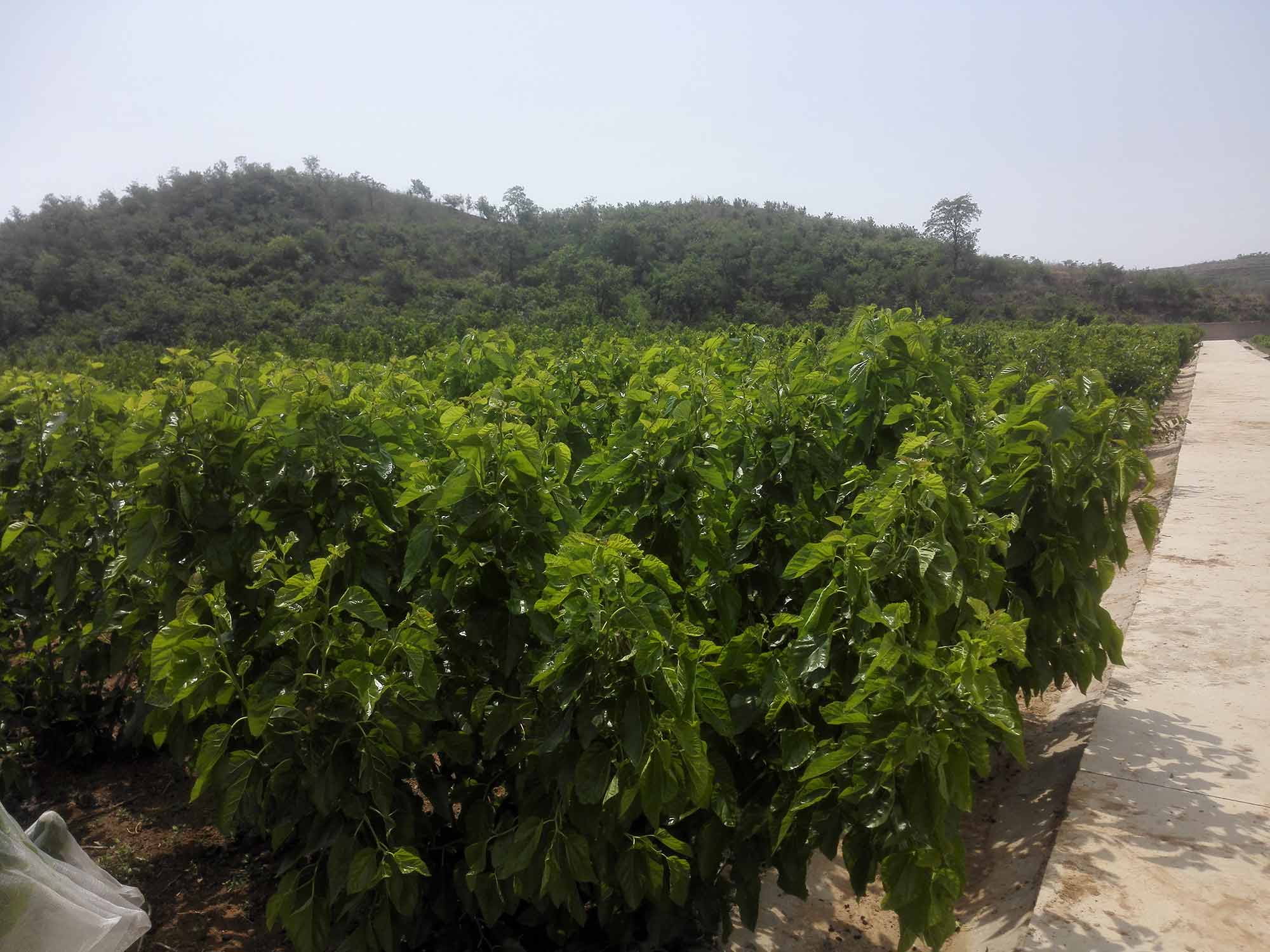桑树种质资源圃简介 桑树种质资源圃简介