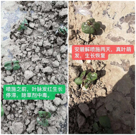 怎么解除除草剂药害