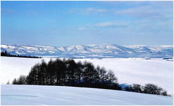 這個冬天 去北海道看雪