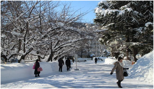 這個冬天 去北海道看雪