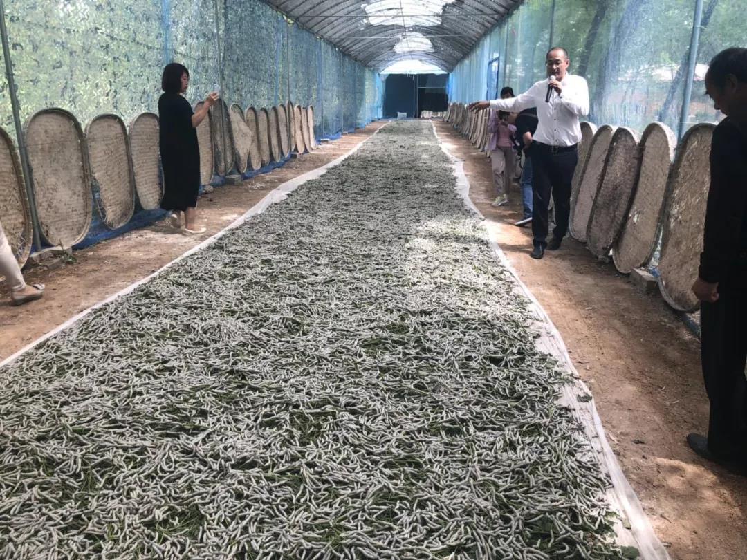 这种树全身都是宝,一棵长成大产业 这种树全身都是宝,一棵长成大产业