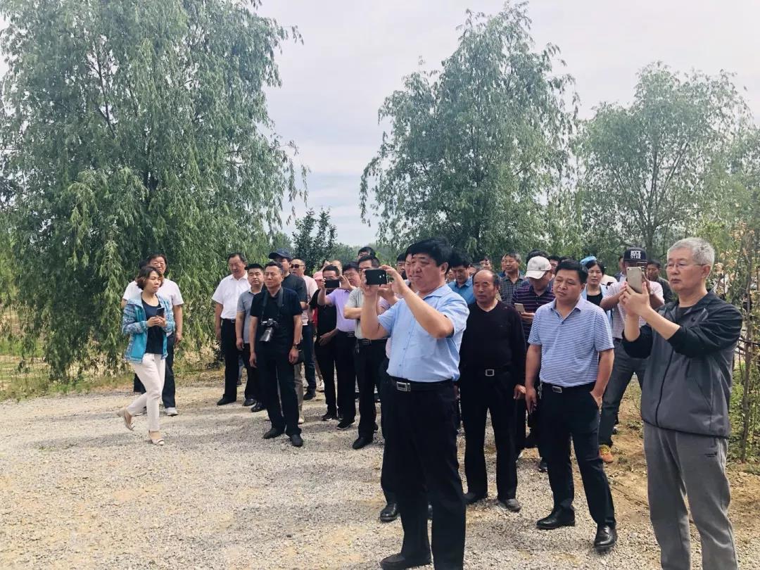 这种树全身都是宝,一棵长成大产业 这种树全身都是宝,一棵长成大产业