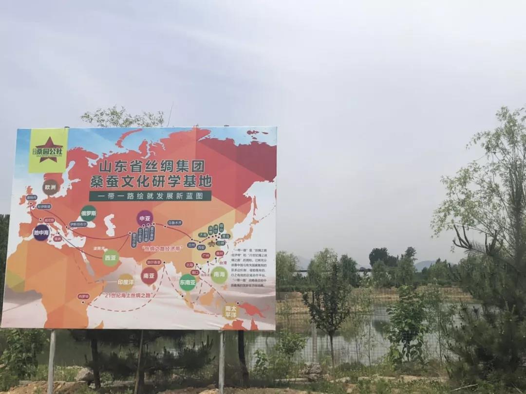 这种树全身都是宝,一棵长成大产业 这种树全身都是宝,一棵长成大产业