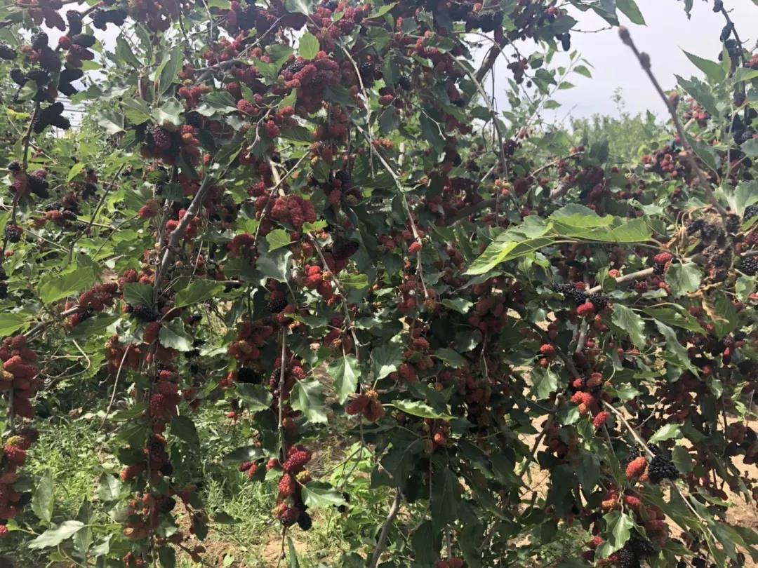 这种树全身都是宝,一棵长成大产业 这种树全身都是宝,一棵长成大产业