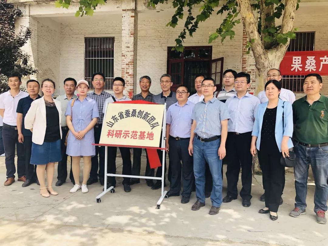 这种树全身都是宝,一棵长成大产业 这种树全身都是宝,一棵长成大产业