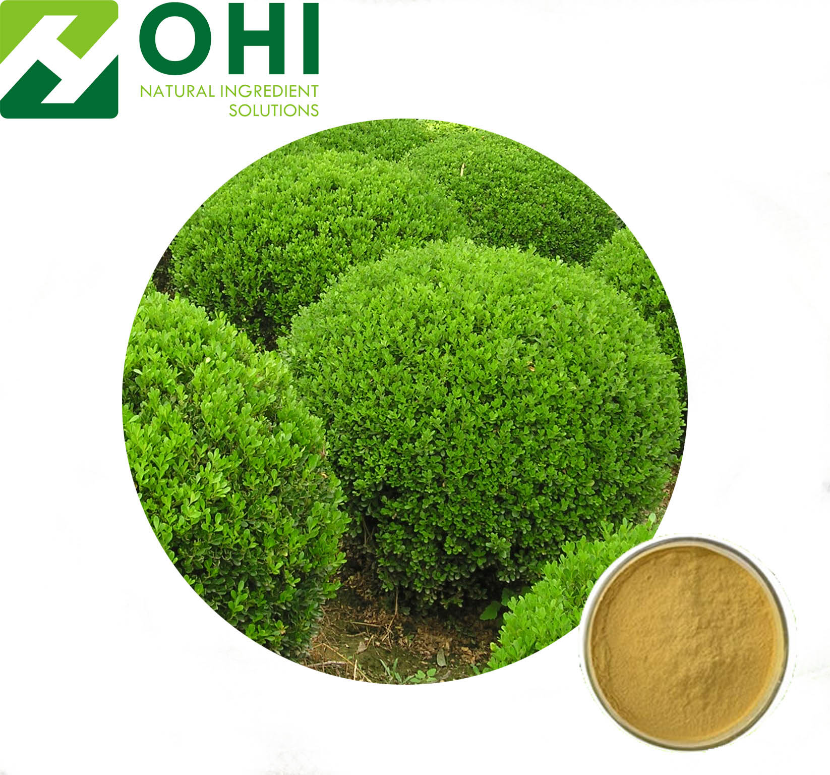 Boxwood Extract
