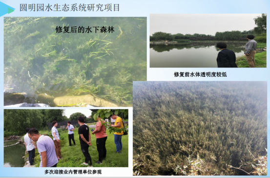 水环境提升与维护