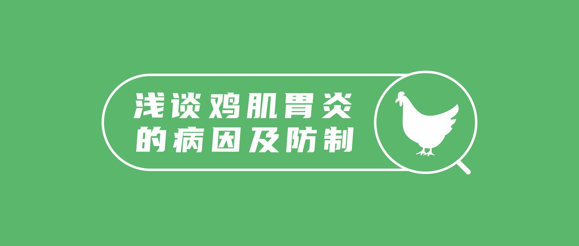 淺談雞肌胃炎的病因及防制