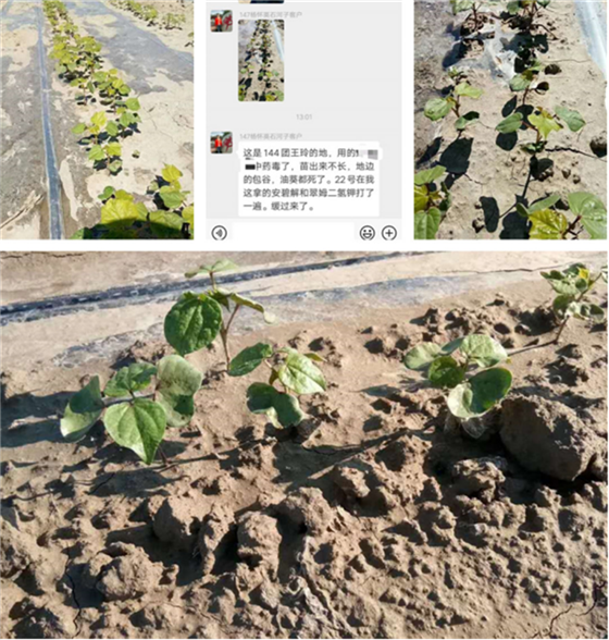 怎么解除除草剂药害